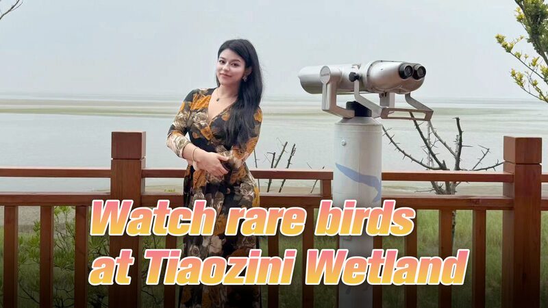 Discover_Rare_Birds_at_Tiaozini_Wetland_in_Jiangsu video poster