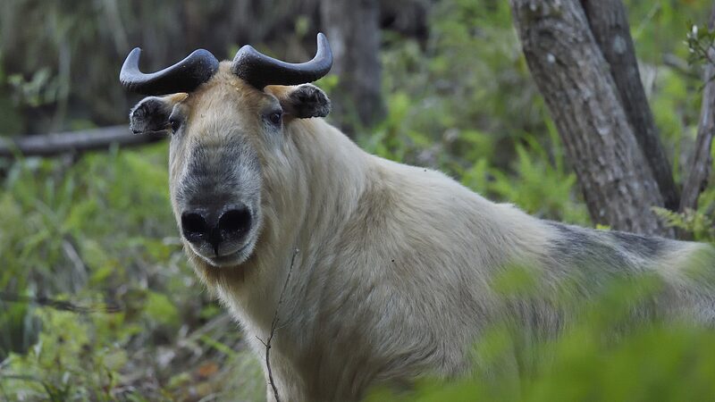 Discover_Sichuan_s_Tangjiahe__A_Haven_for_Rare_Wildlife_and_Flora_poster - My Global News: Voices of a New Era Discover_Sichuan_s_Tangjiahe__A_Haven_for_Rare_Wildlife_and_Flora video poster