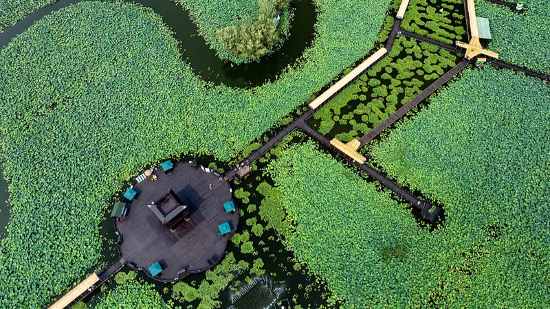 Discover_Taizhou_s_Lotus_Paradise__The_Ultimate_Summer_Getaway - My Global News: Voices of a New Era Discover_Taizhou_s_Lotus_Paradise__The_Ultimate_Summer_Getaway