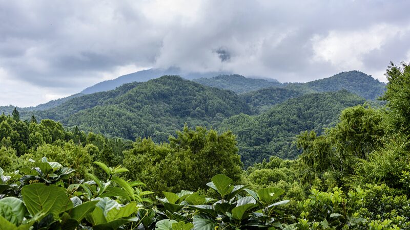 Discover_Wuzhi_Mountain__Hainan_s_Majestic_Five_Finger_Peak - My Global News: Voices of a New Era Discover_Wuzhi_Mountain__Hainan_s_Majestic_Five_Finger_Peak