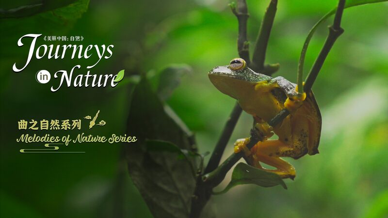 Discover Xishuangbanna: China’s Tropical Oasis Unveiled Discover_Xishuangbanna__China_s_Tropical_Oasis_Unveiled video poster