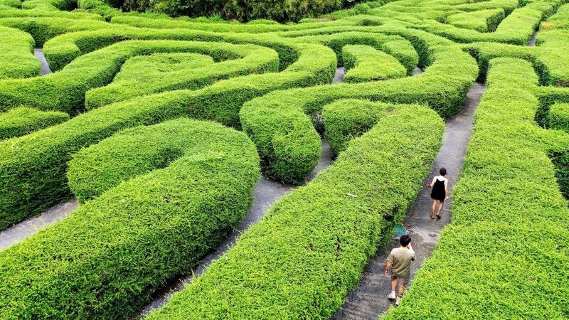 Discover_the_Enchanting_Tea_Tree_Maze_in_Guangdong_s_Daping_Peak_Forest_Park