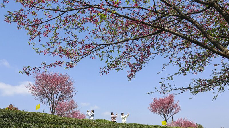Discover the Stunning Beauty of Spring Across the Chinese Mainland Discover_the_Stunning_Beauty_of_Spring_Across_the_Chinese_Mainland video poster