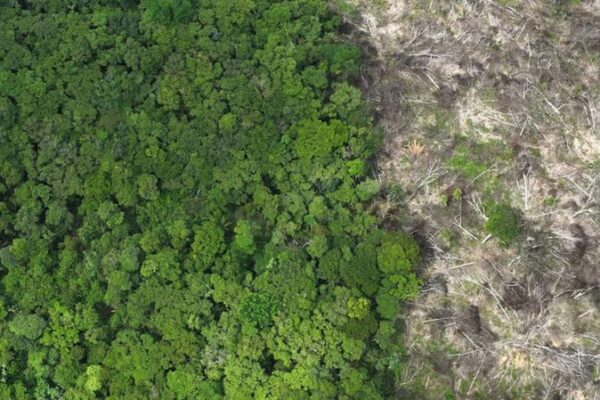 EU_Countries_Urge_Revisions_to_Anti_Deforestation_Law_to_Protect_Farmers