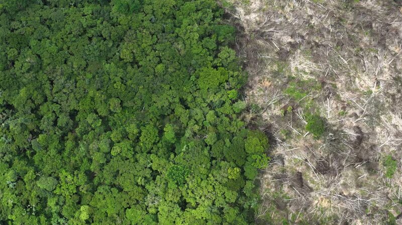 EU_Countries_Urge_Revisions_to_Anti_Deforestation_Law_to_Protect_Farmers