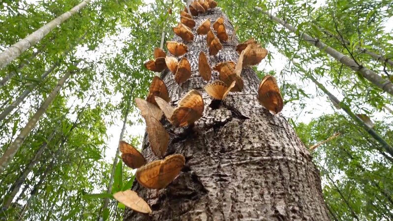 Early_Butterfly_Boom_Enchants_Yunnan_with_100_Million_Wings_poster - My Global News: Voices of a New Era Early_Butterfly_Boom_Enchants_Yunnan_with_100_Million_Wings video poster