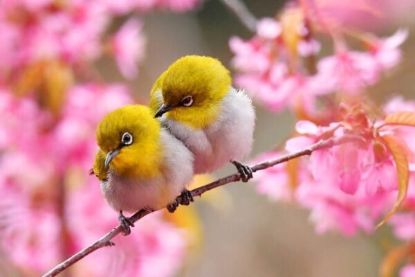 Early Spring Blossoms and Birdsong Light Up Nanming River in Guiyang Early_Spring_Blossoms_and_Birdsong_Light_Up_Nanming_River_in_Guiyang