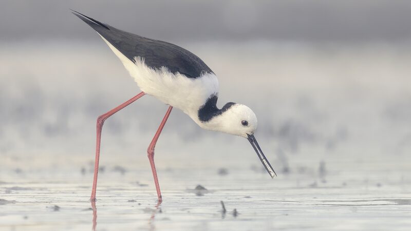 Eastern_Australia_Sees_50__Drop_in_Waterbird_Population_Amid_Severe_Drought