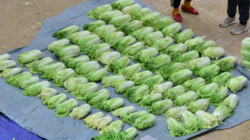 Embracing_Winter__Northeast_China_s_Vibrant_Vegetable_Harvest_Tradition