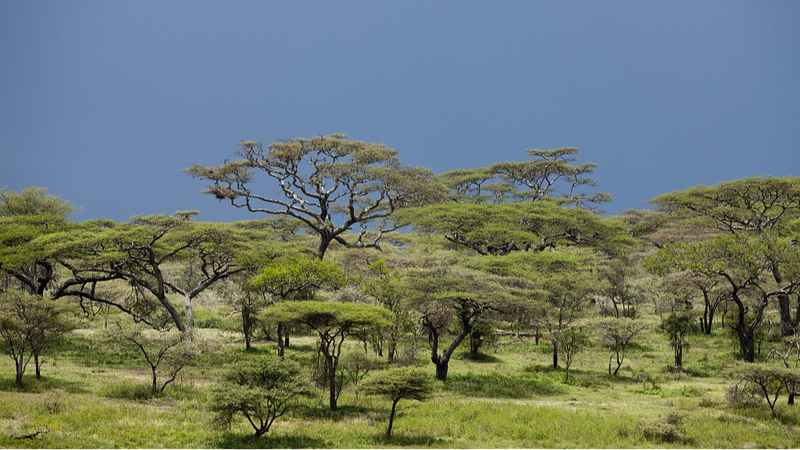 Empowering_Tanzanian_Women__Recycling_Plant_Waste_to_Combat_Deforestation - My Global News: Voices of a New Era Empowering_Tanzanian_Women__Recycling_Plant_Waste_to_Combat_Deforestation