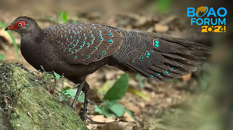 Enchanting_Hainan__A_Birdwatcher_s_Paradise_with_Over_450_Wild_Species