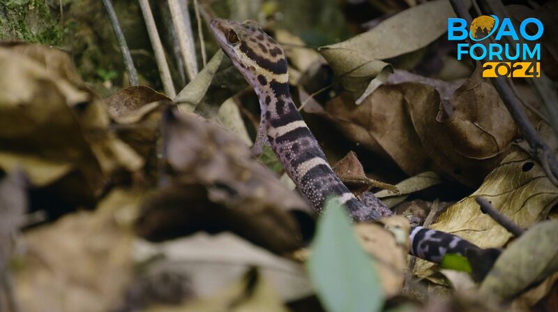 Enchanting_Hainan__Discover_the_Vibrant_Gecko_Wonderland