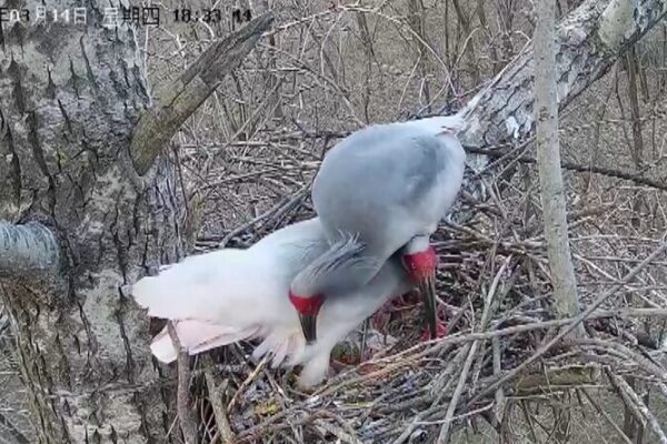 Endangered Crested Ibises Nesting Successfully in Shaanxi’s Tongchuan City Endangered_Crested_Ibises_Nesting_Successfully_in_Shaanxi_s_Tongchuan_City video poster