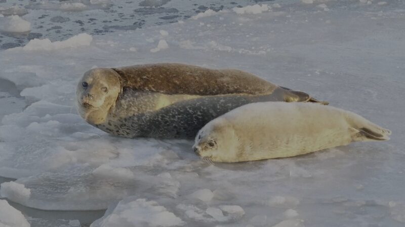 Endangered Spotted Seal Population Surges in Liaodong Bay Endangered_Spotted_Seal_Population_Surges_in_Liaodong_Bay video poster