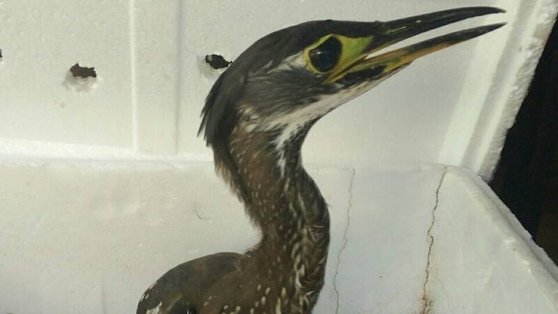 Endangered White-Eared Night Heron Spotted in Yunnan for Fourth Year Endangered_White_Eared_Night_Heron_Spotted_in_Yunnan_for_Fourth_Year