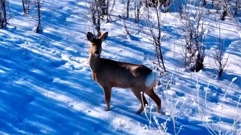 Explore_Altay__The_Stunning_Filming_Site_of_China_s_Hit_Series__To_the_Wonder_ video poster
