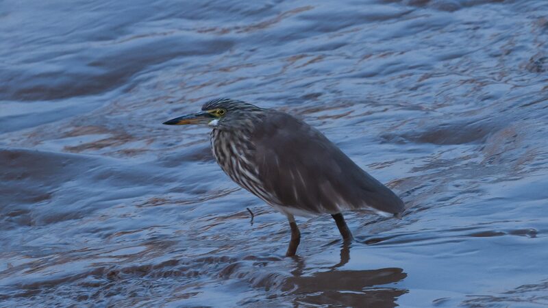 Explore_Mingxi_County__A_Haven_for_Migratory_Birds_in_Fujian_Province_poster - My Global News: Voices of a New Era Explore_Mingxi_County__A_Haven_for_Migratory_Birds_in_Fujian_Province video poster