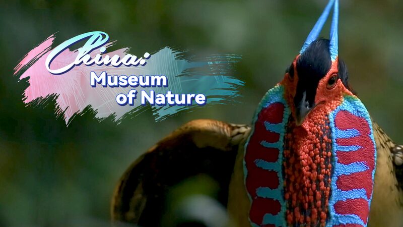 Exploring_China_s_Rich_Biodiversity___Museum_of_Nature__Series_Debuts video poster