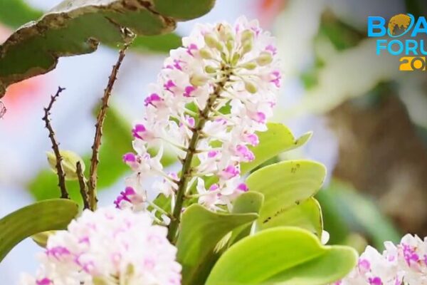 Exploring Hainan’s Lush Tropical Rainforest Exploring_Hainan_s_Lush_Tropical_Rainforest