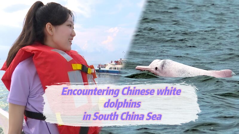 Exploring_Leizhou_Bay__Spotting_China_s_Rare_White_Dolphins video poster