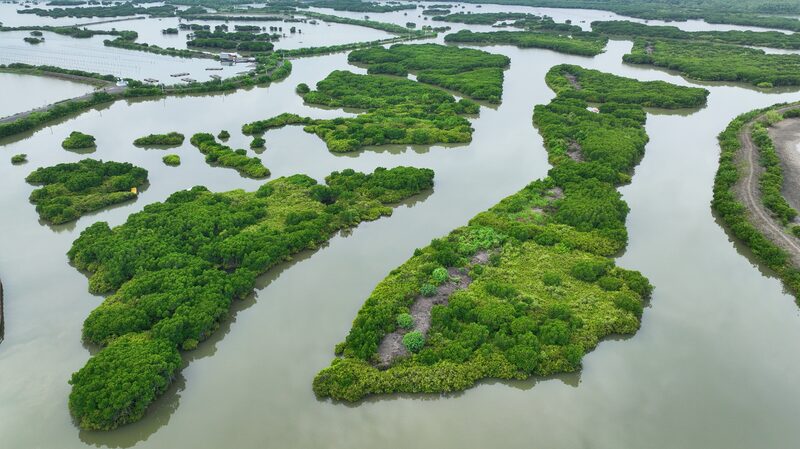 Exploring_South_China_s__Forests_on_the_Sea___Mangroves_Protect_Coastal_Ecosystems - My Global News: Voices of a New Era Exploring_South_China_s__Forests_on_the_Sea___Mangroves_Protect_Coastal_Ecosystems