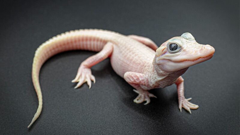 Extraordinarily_Rare_White_Alligator_Hatchling_Arrives_at_Florida_Reptile_Park - My Global News: Voices of a New Era Extraordinarily_Rare_White_Alligator_Hatchling_Arrives_at_Florida_Reptile_Park