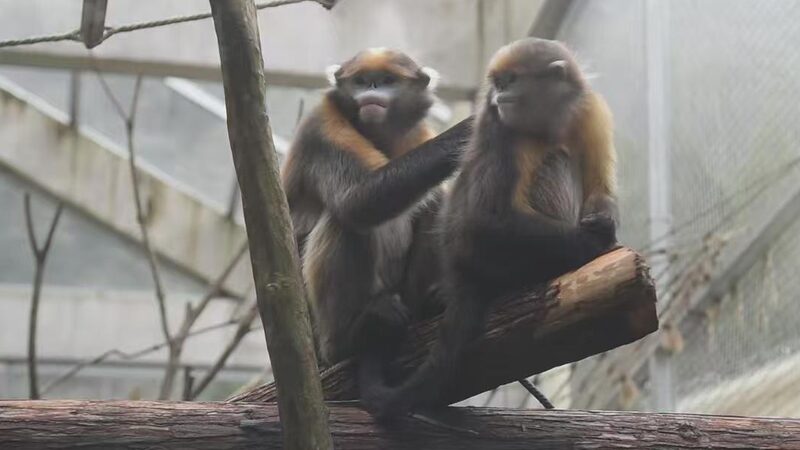 Fanjing_Mountain_Opens_Golden_Monkey_Research_Center_to_Public - My Global News: Voices of a New Era Fanjing_Mountain_Opens_Golden_Monkey_Research_Center_to_Public
