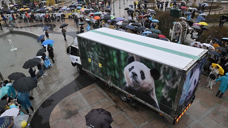 Farewell Fu Bao: South Korea’s Beloved Giant Panda Returns to Chinese Mainland Farewell_Fu_Bao__South_Korea_s_Beloved_Giant_Panda_Returns_to_Chinese_Mainland