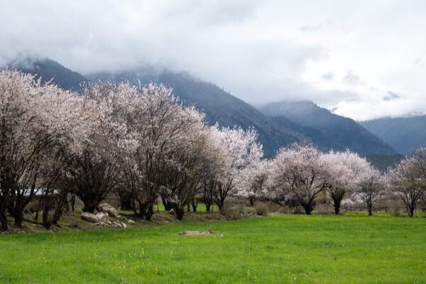 Feel_the_Breath_of_Spring__Nyingchi_s_Blossoming_Peach_Valley video poster