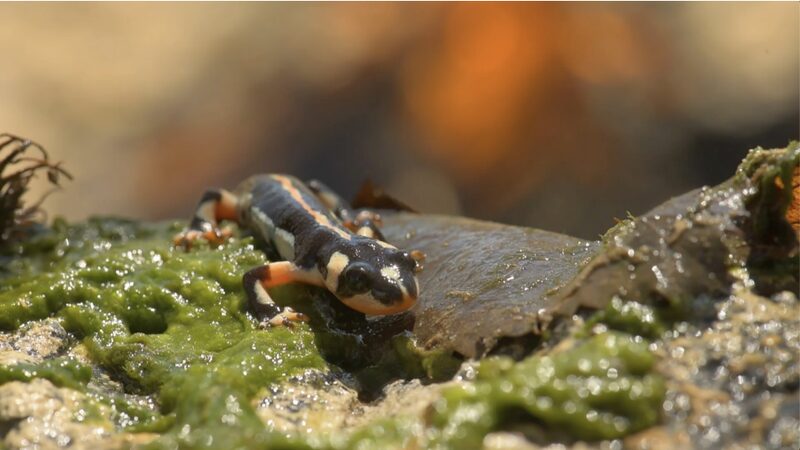 Fight_to_Save_Iran_s_Colorful_Luristan_Newt_from_Extinction_poster - My Global News: Voices of a New Era Fight_to_Save_Iran_s_Colorful_Luristan_Newt_from_Extinction video poster