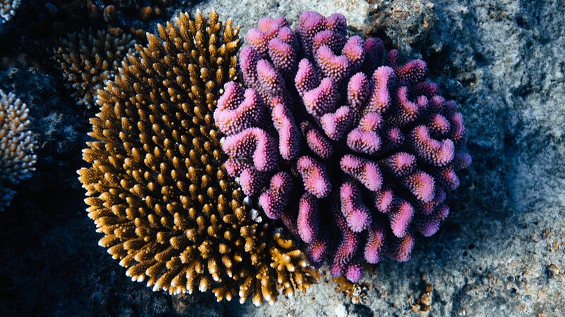 Fiji_Launches_Second_Coral_Gene_Bank_to_Boost_Green_Tourism_and_Marine_Conservation