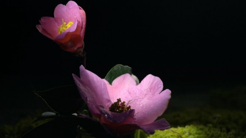 Flower_Power__How_Gardens_Bridge_China_and_the_World video poster