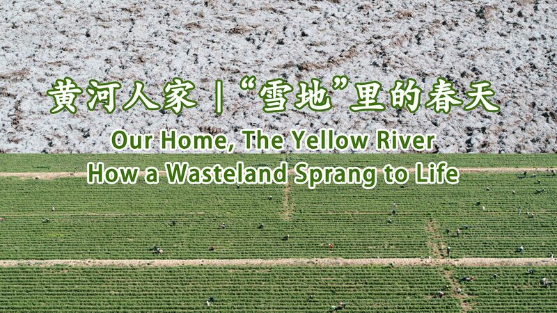 From_Barren_Wasteland_to_Thriving_Goji_Industry__Guangrong_Village_s_Transformation video poster