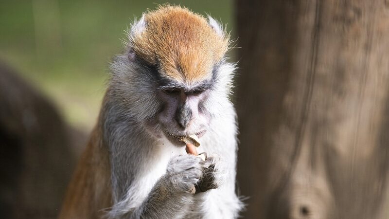 From_Poland_to_Hungary__New_Patas_Monkeys_Join_Sosto_Zoo_Family - My Global News: Voices of a New Era From_Poland_to_Hungary__New_Patas_Monkeys_Join_Sosto_Zoo_Family