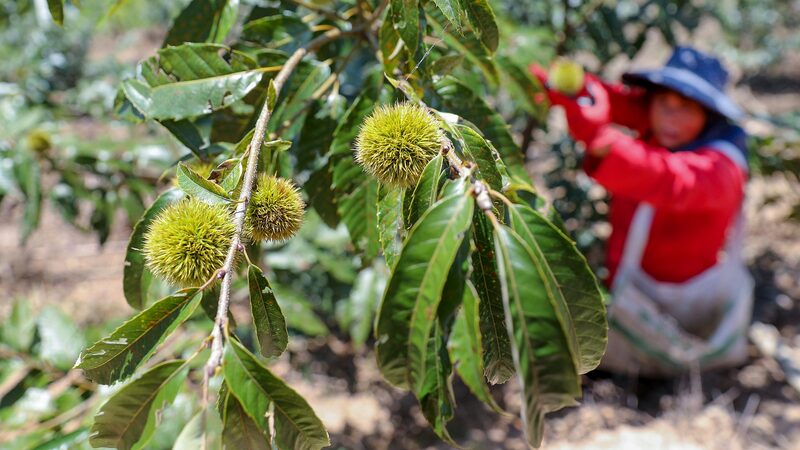 Fujian_s_Forest_Bounty__The_Green_Vault_Sustaining_a_Province