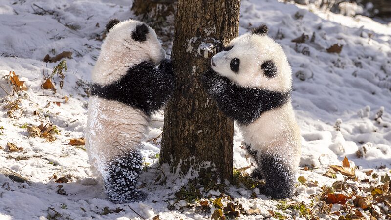 Furry Friends Embrace the Magic of Winter Wonderland Furry_Friends_Embrace_the_Magic_of_Winter_Wonderland