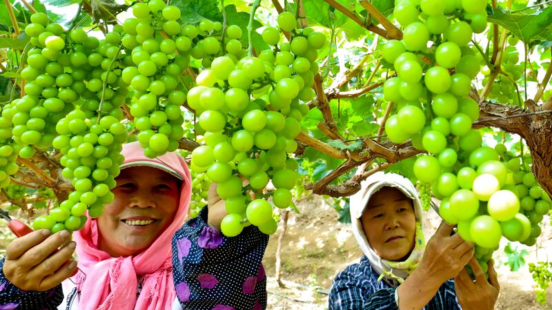 Gansu_Farmers_Harvest_Green_Grapes_for_Nationwide_Distribution