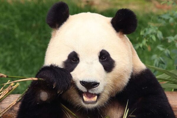 Giant Panda Fu Bao Returns to Chengdu from South Korea Giant_Panda_Fu_Bao_Returns_to_Chengdu_from_South_Korea