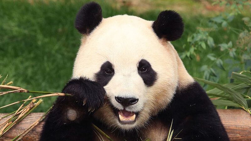 Giant_Panda_Fu_Bao_Returns_to_Chengdu_from_South_Korea