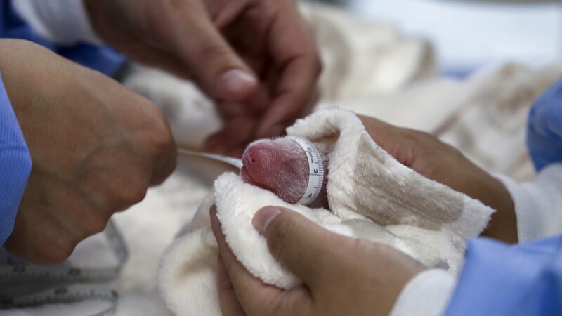 Giant_Panda_Meng_Meng_Welcomes_Twin_Cubs_at_Berlin_Zoo