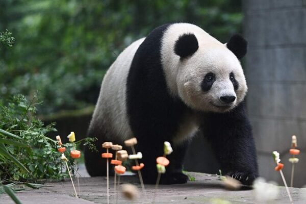 Giant Panda Xiang Xiang Celebrates 7th Birthday in China Giant_Panda_Xiang_Xiang_Celebrates_7th_Birthday_in_China