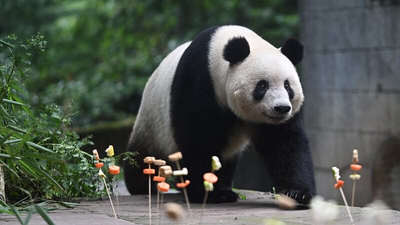 Giant_Panda_Xiang_Xiang_Celebrates_7th_Birthday_in_China