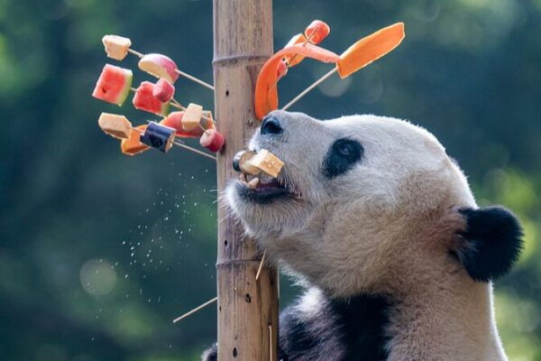 Giant_Pandas_Enjoy_Fun_Skewer_Feeding_at_Chongqing_Zoo