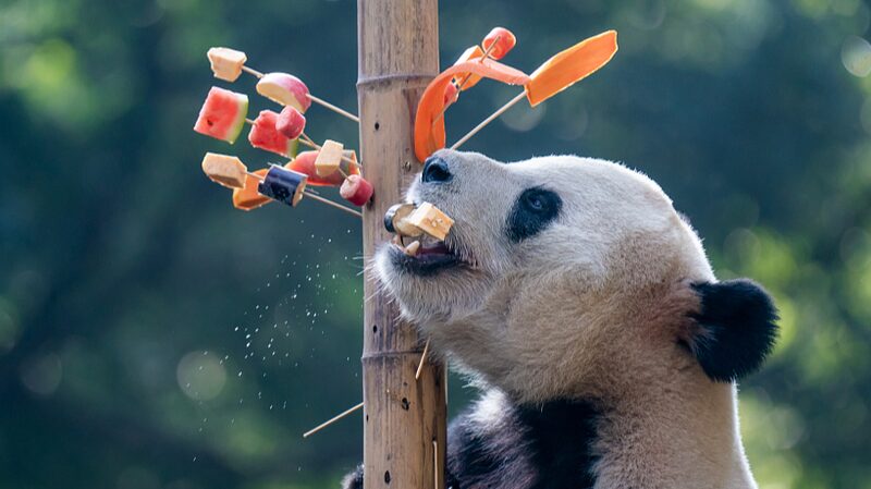Giant_Pandas_Enjoy_Fun_Skewer_Feeding_at_Chongqing_Zoo