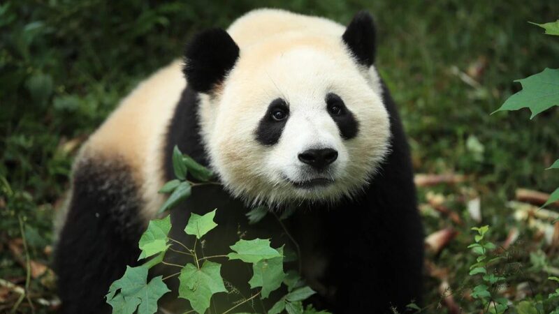 Giant_Pandas_Jin_Xi_and_Zhu_Yu_Begin_10_Year_Stay_at_Madrid_Zoo