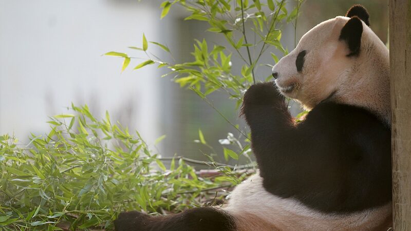 Giant_Pandas_Return_to_China_After_12_Year_UK_Stay - My Global News: Voices of a New Era Giant_Pandas_Return_to_China_After_12_Year_UK_Stay