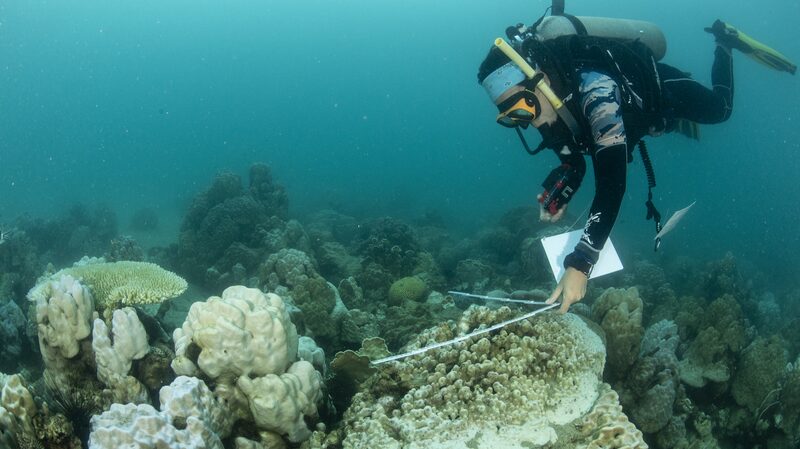 Global_Coral_Bleaching_Escalates__62_Countries_Now_Affected