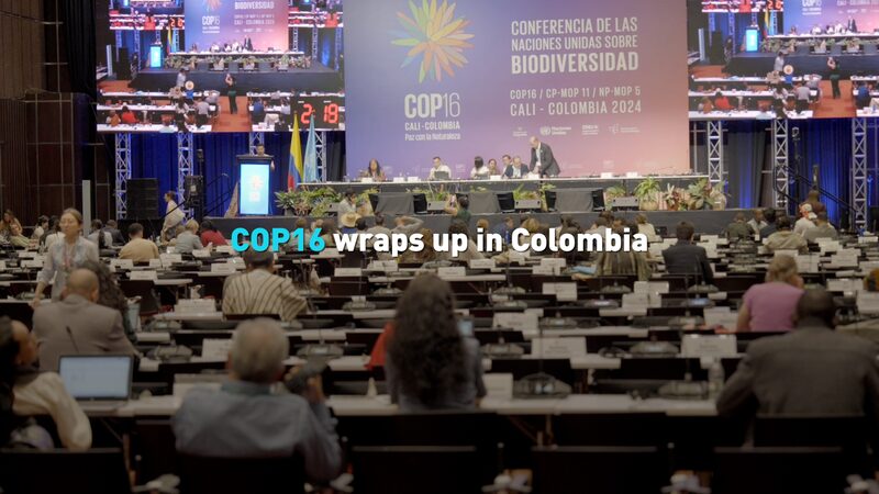 Global_Leaders_Wrap_Up_COP16_with_Pioneering_Biodiversity_Conservation_Plans video poster