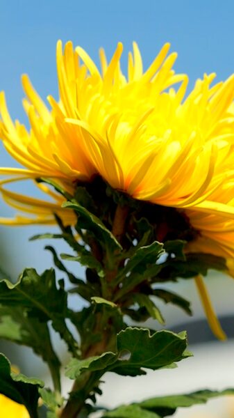 Golden_Chrysanthemum_Season_Lights_Up_Guizhou_s_Dejiang_County video poster