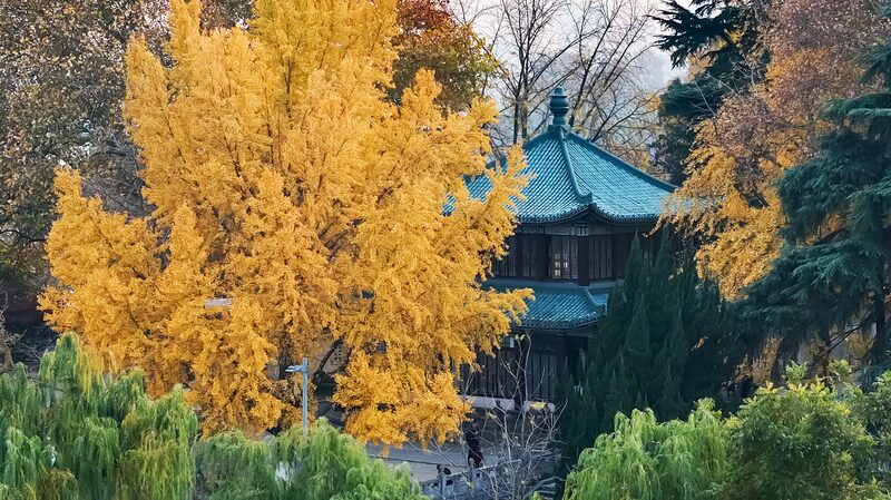 Golden_Ginkgo_Leaves_Illuminate_Xuanwu_Lake_Park_in_Nanjing - My Global News: Voices of a New Era Golden_Ginkgo_Leaves_Illuminate_Xuanwu_Lake_Park_in_Nanjing